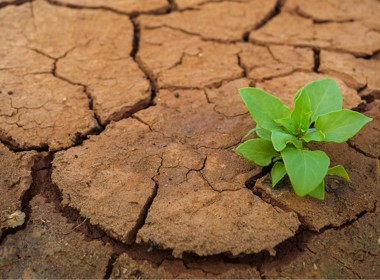Dry, cracked earth with green leaves growing